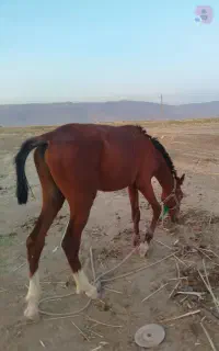 کره اسب نریان