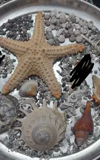 صدف