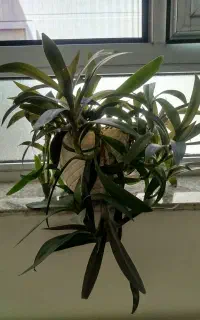گل های طبیعی