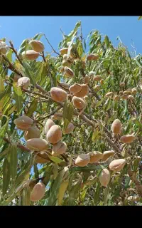 بادام تازه یکجا