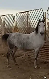 دو تا اسب عالی