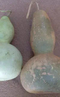 کدو زینتی