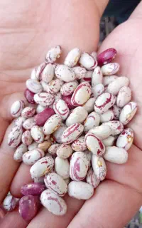 لوبیا
