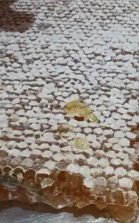 عسل طبیعی تضمینی