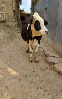 یک گاو  بفروش میرسد