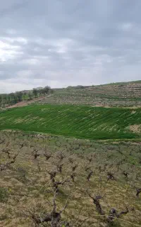 تیلر زن،کار باتیلر