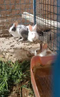8عددبچه خرگوش