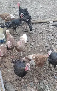 بوقلمون سالم و آماده فروش