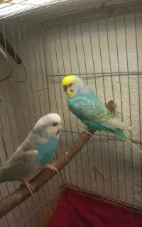 دو جفت مرغ عشق مولد تضمینی با جوجه