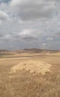 فروش کاه