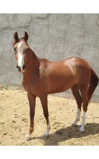 مادیان ۵ ساله بسیار عالی