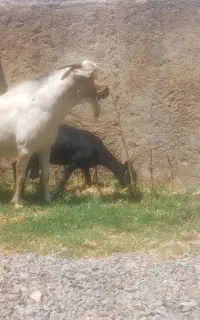 فروش بز و بزغاله