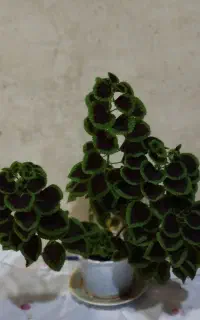 گل  آپارتمانی
