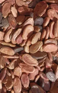 تخم،بذر هندوانه چیتک زابل
