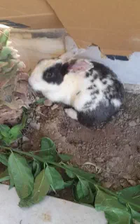 ۲ تا خرگوش دستی لوپ