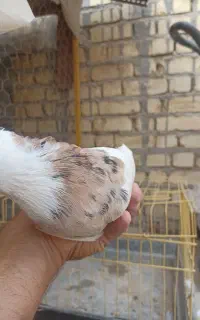 ۲عددطوقی کرمانشاهی نرتازه بالغ.