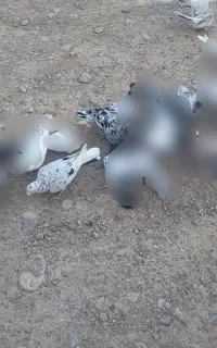 کبوتر‌