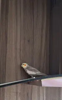 گمشده عروس هلندی