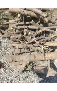 خریدار انواع چوب درخت