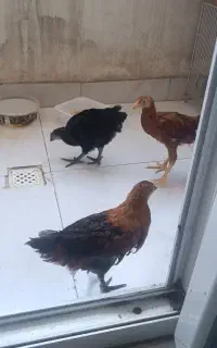 جوجه محلی