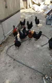 مرغ و خروس