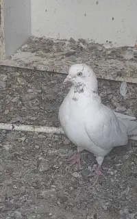 کبوتر
