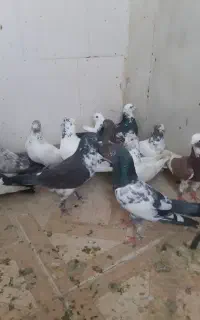 تعدادی کبوتر پرشی