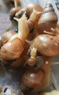 حلزون