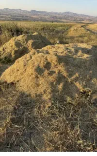 فروش کاه گاودانه