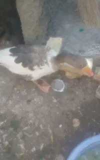 غاز