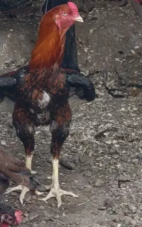 فورش مرغ و خروس لاری