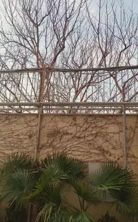 هرس وباغبانی و برش درختان با اره برقی.