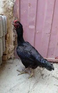 مرغ لاری