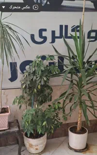 گل زیبا