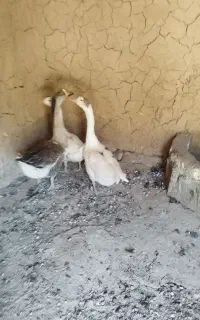 غاز وقوغاز
