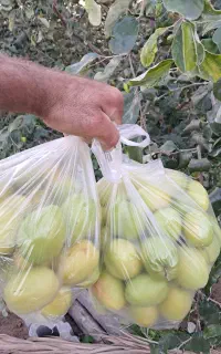 نهال کنار پیوندی