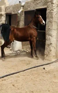 اسب مادیان اصیل
