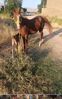 اسب