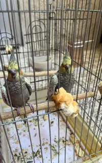 دو عدد عروس هلندی ست
