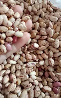 لوبیا چیتی