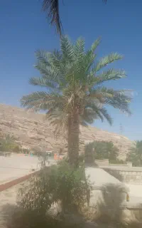 اش وحلیم پز ماهر