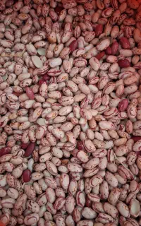 لوبیاچیتی تازه