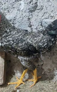 خروس نژاد دار