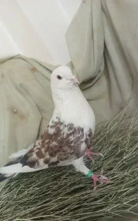 ۴عدد کفتر دوکت