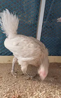 فروش دو عدد مرغ