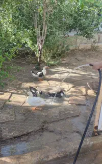 ۷عدد اردک سالم