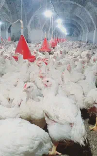 کارگر مرغداری هستم