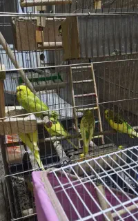 مرغ عشق گمشده