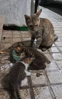 واگذاری رایگان گربه