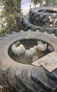 مرغ گلین کرچشو